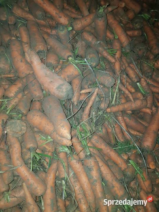 Marchew nie paszowa odpadowa świętokrzyskie