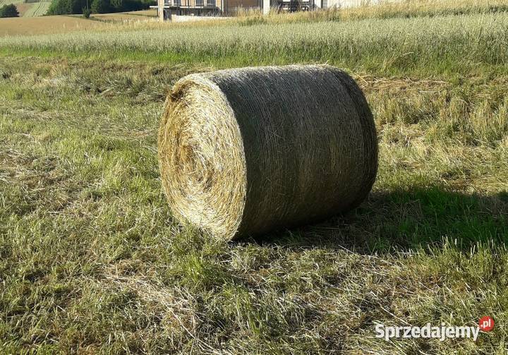 Siano w beli Kraków