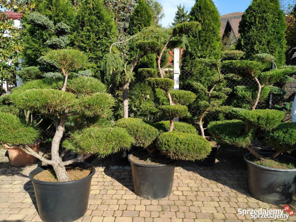 Drzewa i Krzewy Formowane bonsai szkółka Ustroń