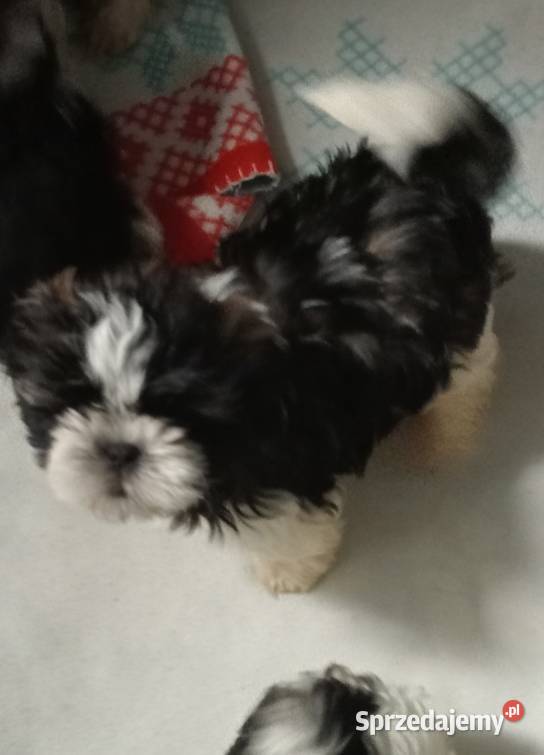 Shih tzu szczeniaczki Gruszczyn