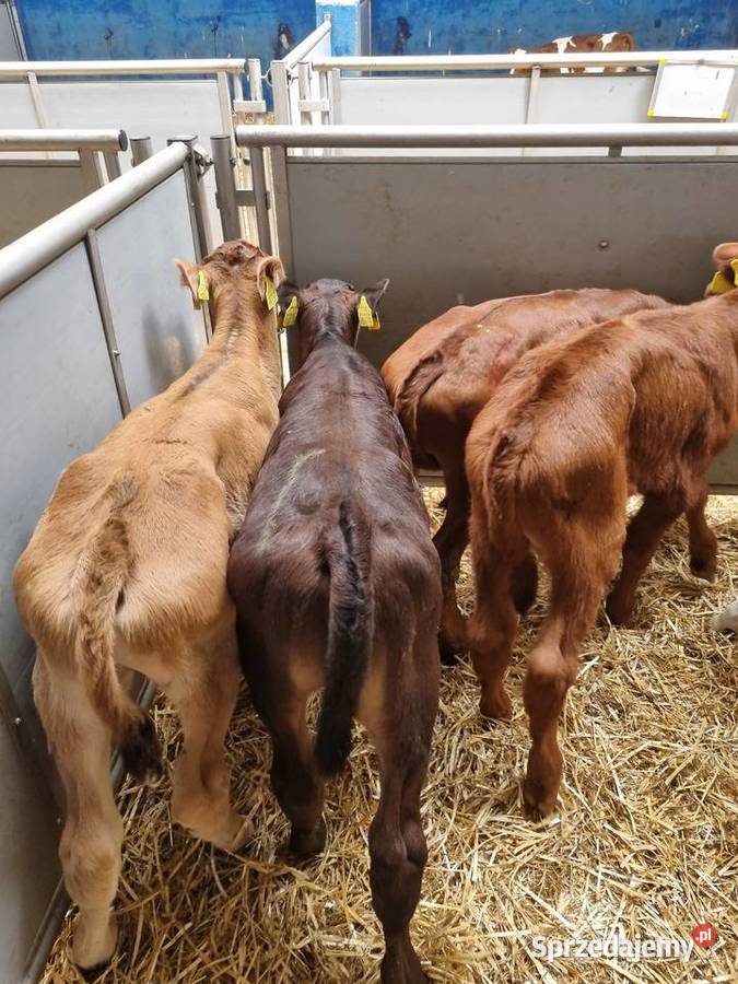 Byczki Jalowki na paszę sprzedam