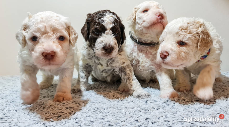 Szczenięta Lagotto Romagnolo utytułowanych Nysa