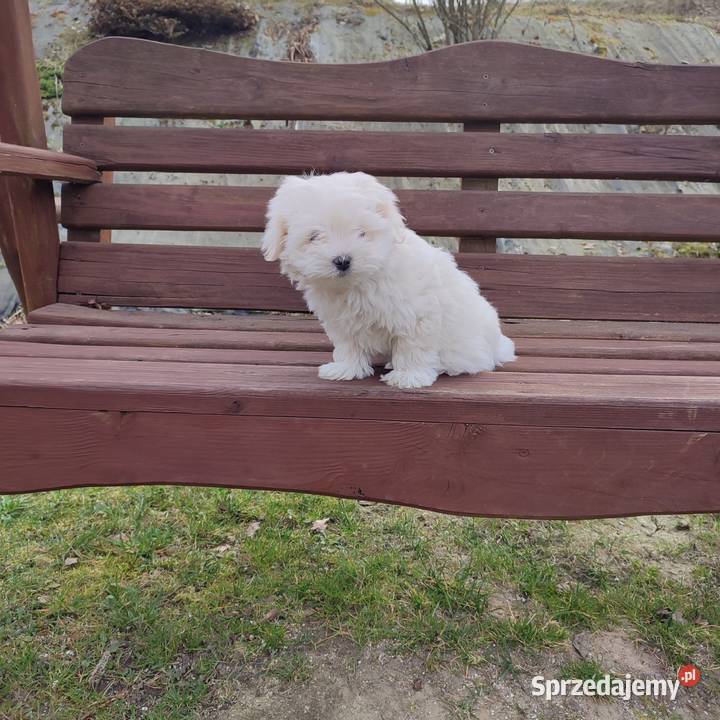 Śliczny piesek Maltańczyk Maltańczyk Tomaszów Lubelski