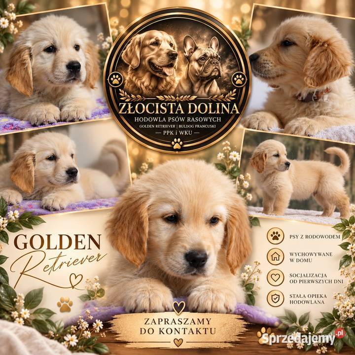 Golden Retriever gotowe do odbioru Tułowice