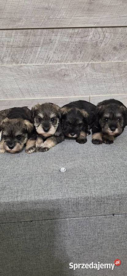 Sznaucer Miniaturowy suczki i pieski mazowieckie Przysucha