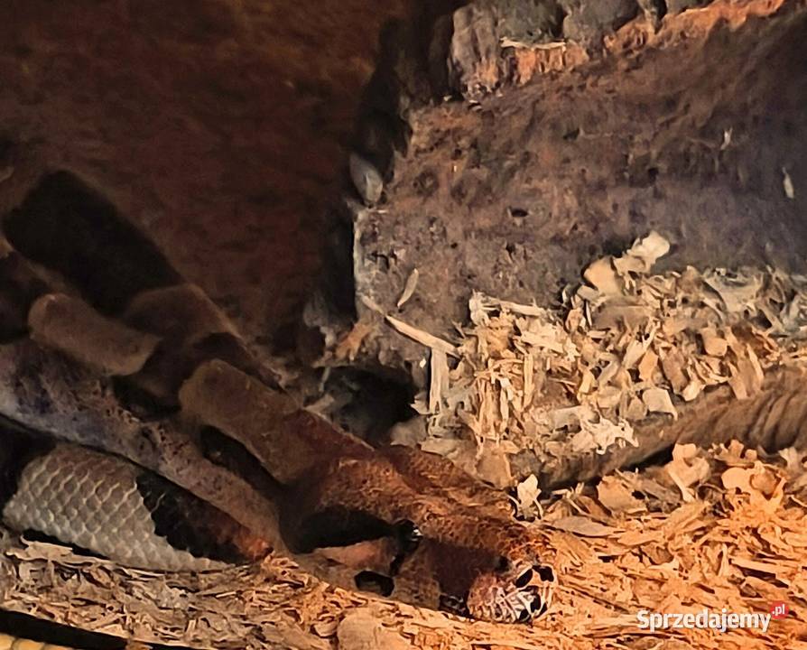 Pyton tygrysi hypo het albino dorodny samiec Gady i płazy wielkopolskie Luboń