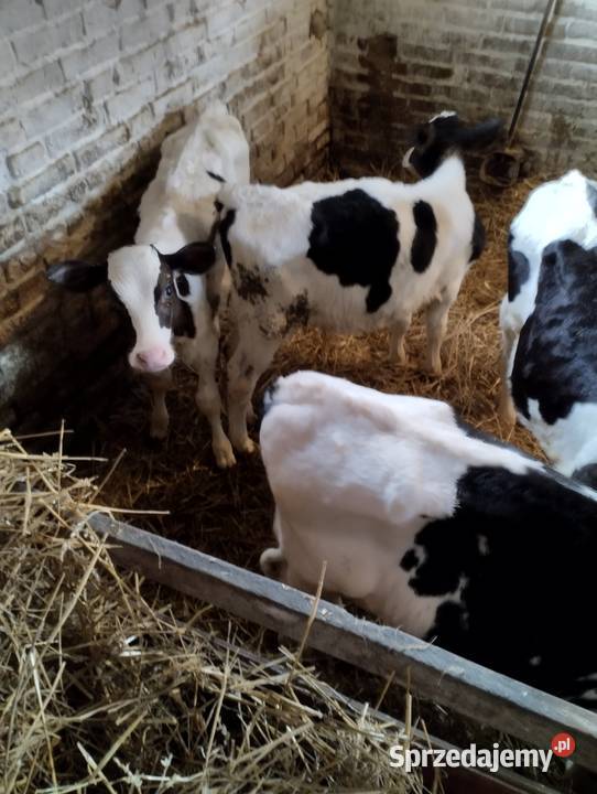 Sprzedam cielaki sprzedam