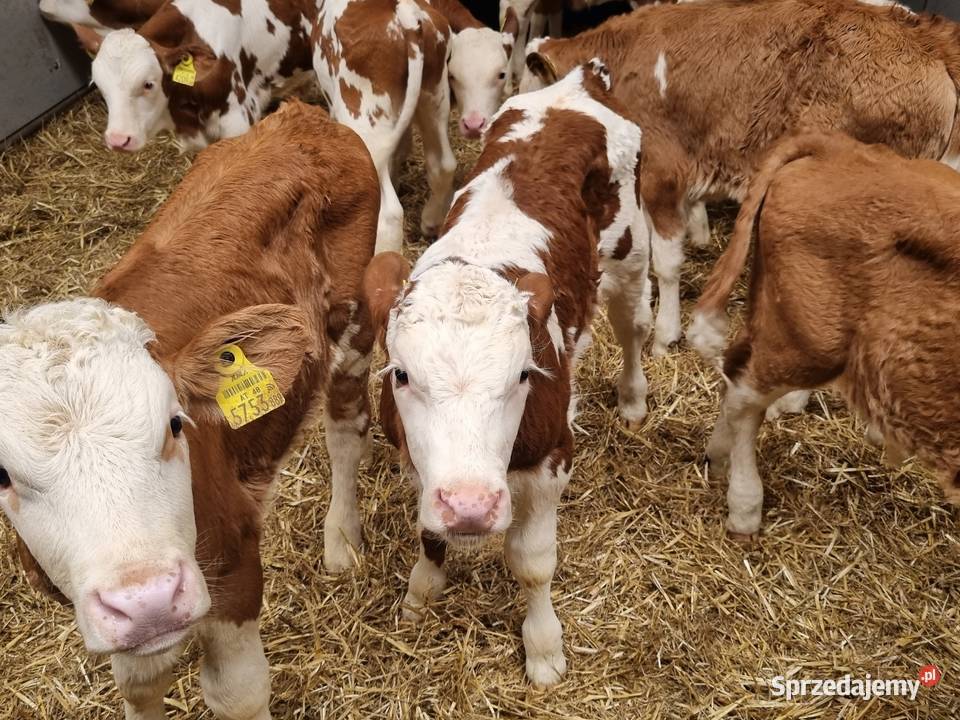 Sprzedaż cieląt mięsnych I mieszańcy Bydło mięsne mazowieckie Radom