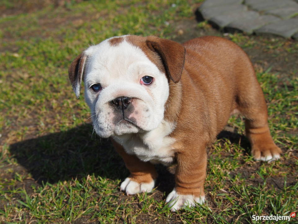 Buldog Angielski suczka łódzkie Skierniewice