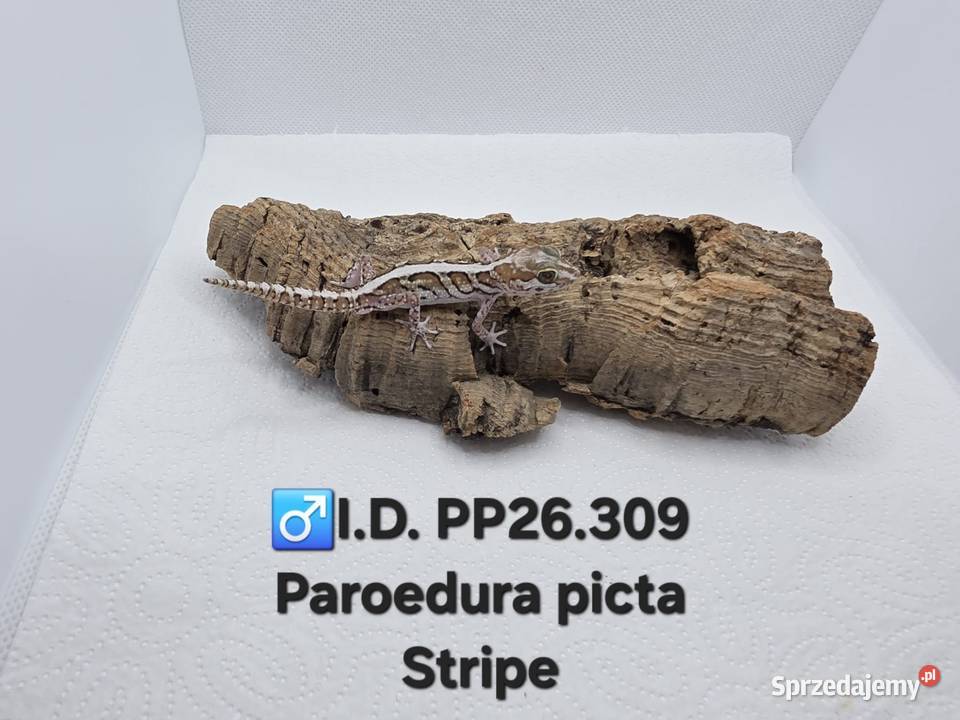 Paroedura Picta gekon madagaskarski Gady i płazy Zawiercie
