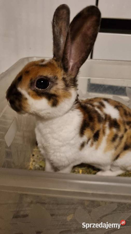 Królik Karzelek Mini Rex trójbarwny Katowice