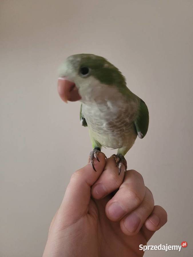 Mnicha nizinna ręcznie karmiona samiczka z DNA Jelenia Góra