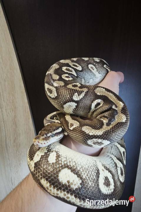Pyton krolewski Mojave Yellowbelly het ghost Gady i płazy