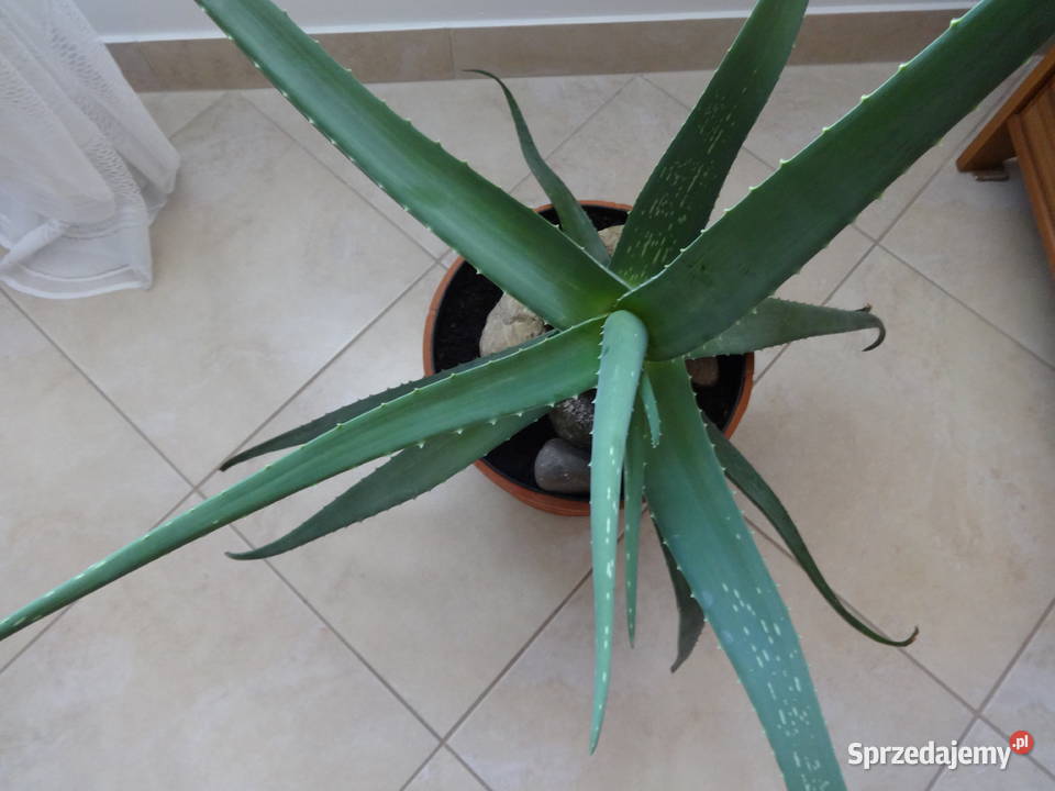 Aloes kwiat doniczkowy Tomaszów Mazowiecki