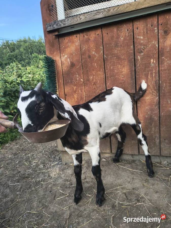 Capek anglonubijski anglonubijska Dynów