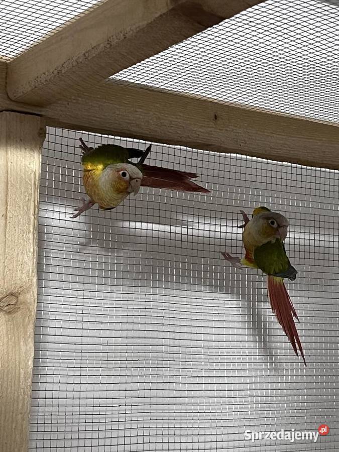 Sprzedam parę rudosterek zielonolicych