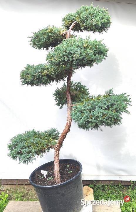 Bonsai Niwaki Jałowiec Blue Carpet Medynia Łańcucka