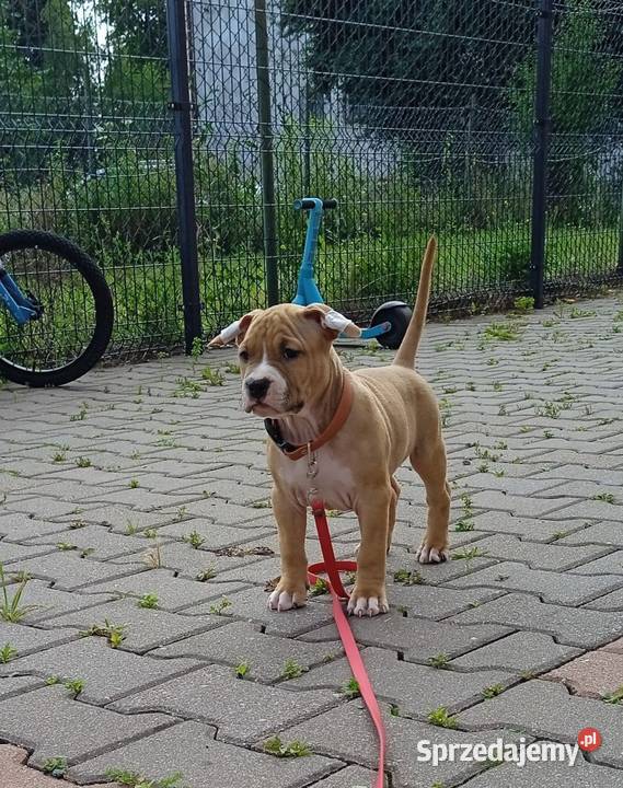 Amstaff szczeniaki Gdańsk