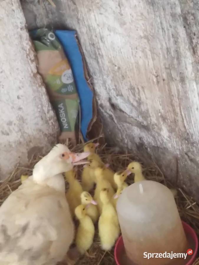 Kaczki pekinki Brzeźno Szlacheckie