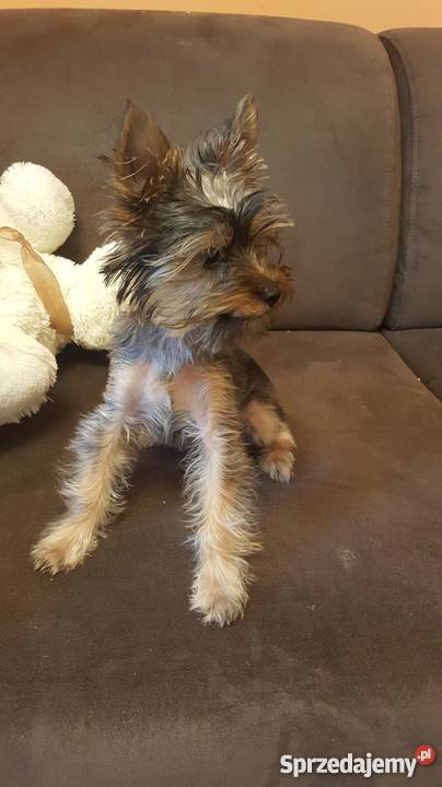 SPRZEDAM YORKA 4 MIESIĘCZNEGO Warszawa