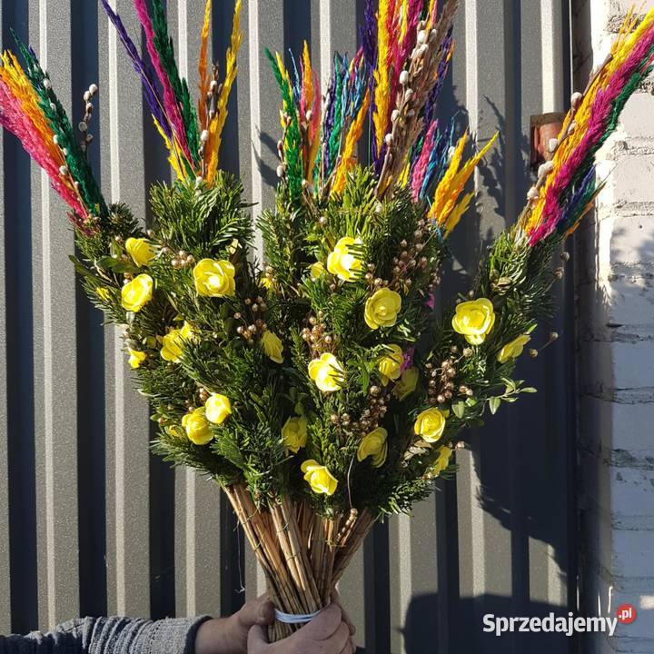 palmy żywe palmy Wielkanocne HURT min 20 Dom i Ogród Mrozy