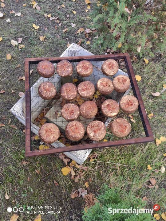 Wędzarnia ogrodowa komora olchowaOstatnie sztuki świętokrzyskie Bliżyn sprzedam
