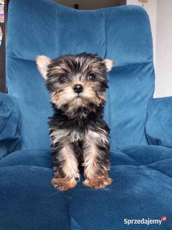 Piesek Yorkshire Terrier York małopolskie Skomielna Biała