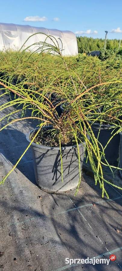 Tuja sznurkowa Whipcord wielkopolskie Sompolno