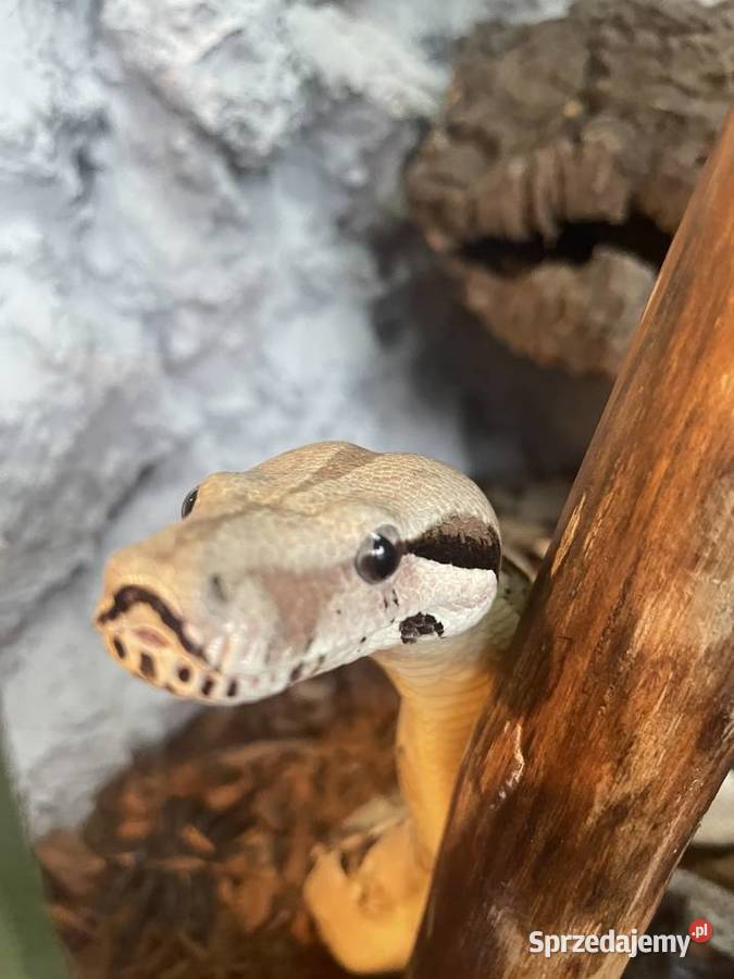 Samiec Boa imperator