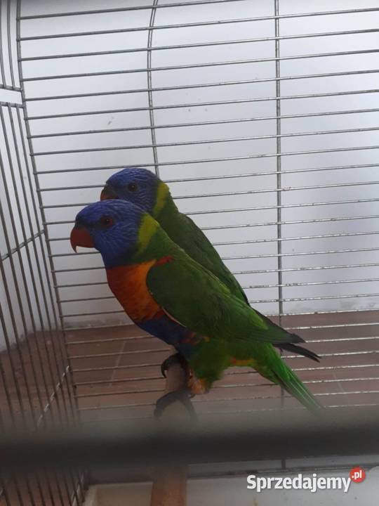 Lorysy tęczowe pary dorosłe i młode małopolskie Skała