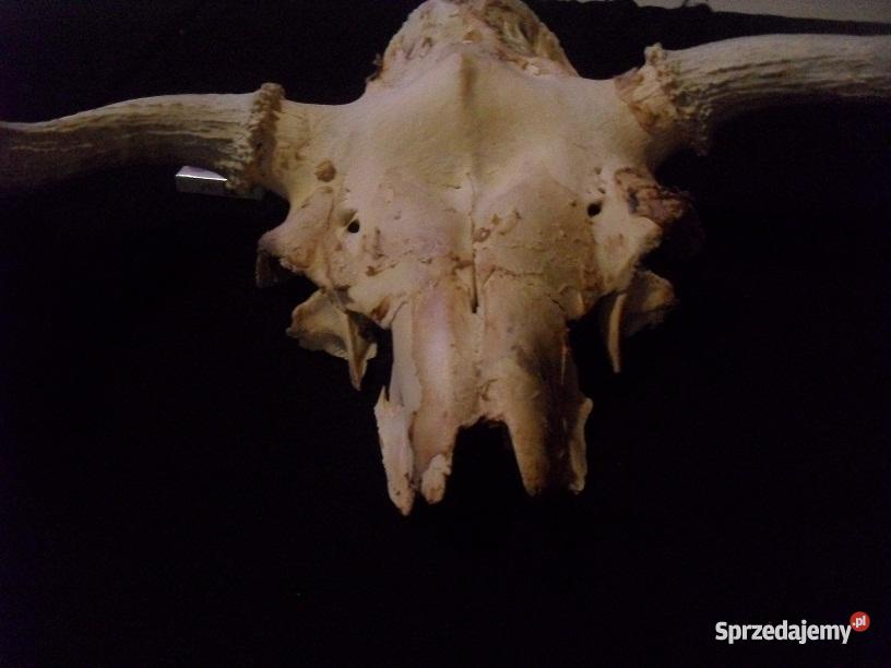 Poroże łosia Chrzanów