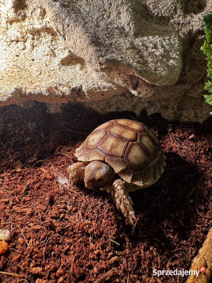 Sulcata żółw pustynny 2025r małopolskie Kraków sprzedam