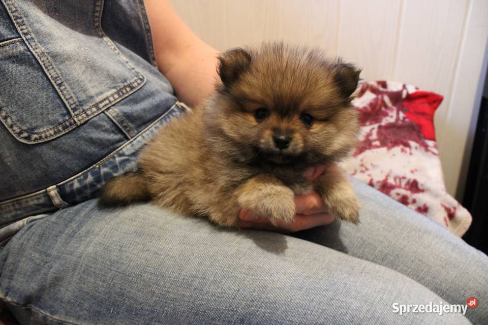 Szpic miniaturowy pomeranian nietypowy kolor Kaliska