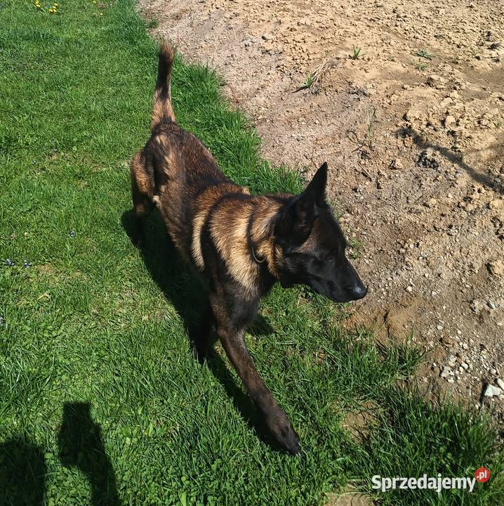 Owczarek belgijski Malinois małopolskie Borki