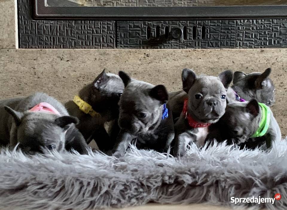 Buldog francuski blue buldogi Strzelin