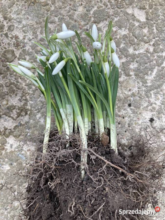 Przebiśnieg sadzonki cebule