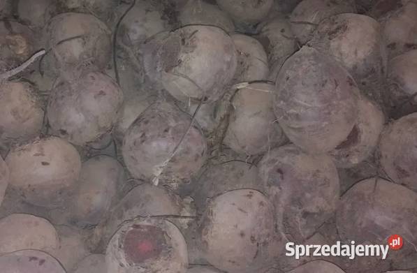 Sprzedam burak czerwony gruby 03zl Góra Świętej Małgorzaty