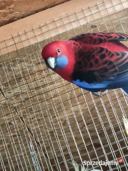 Sprzedam samca rozelli królewskiej z 2024 roku 4 Lipa