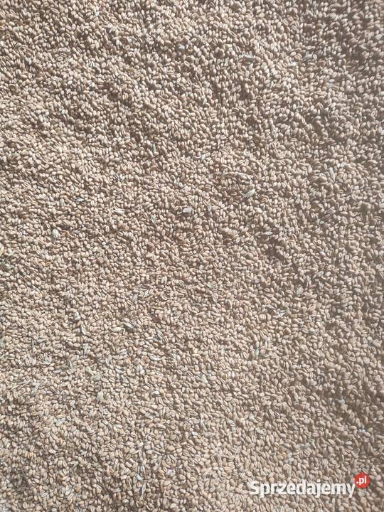 Sprzedam zboże pszenica śląskie Toszek