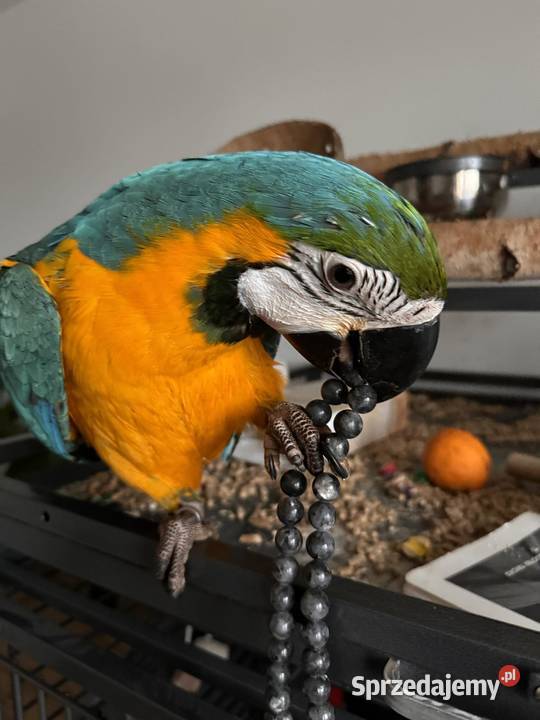 Ara ararauna samica samiec Łódź