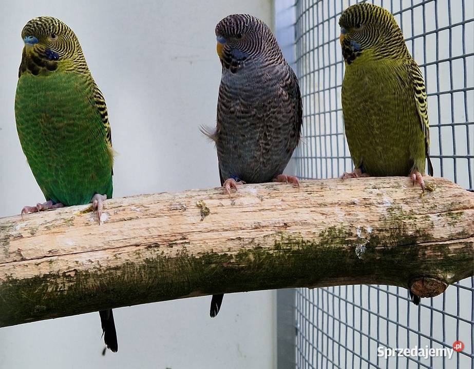 papużka falista blackface łatwo się oswaja może Katowice