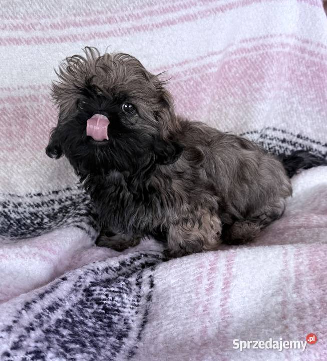 Shih Tzu Ares z rodowodem z hodowli Żywe Srebro pomorskie Bolszewo
