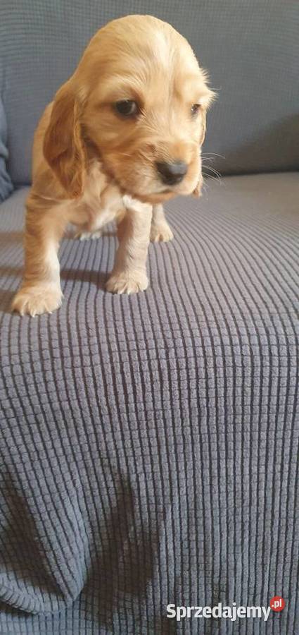 Cocker Spaniel Angielski suczka mazowieckie Radom sprzedam