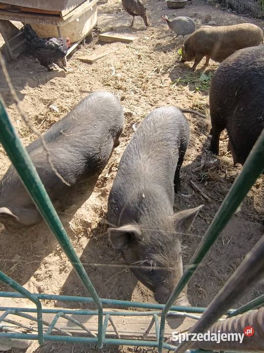 Świnio dziki wychowane z kurkami Pozostałe Tarnów