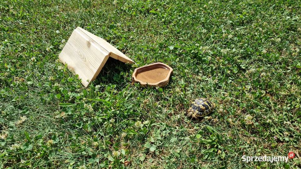 Żółw grecki testudo hermani z terrarium Gogolin