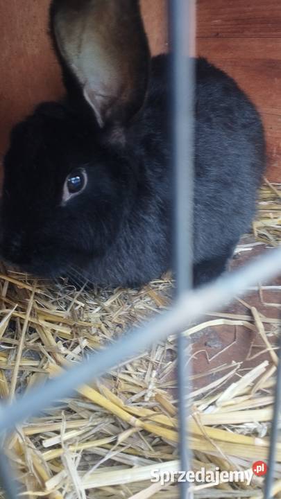 Sprzedam królika samica małopolskie