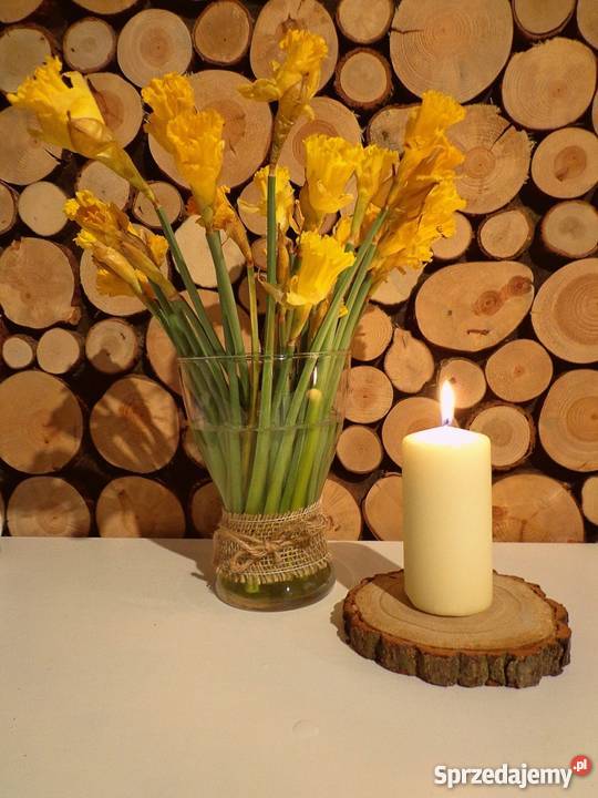 Plastry krążki drewna brzoza szlifowane 1417 odcienie brązowego Rybnik sprzedam