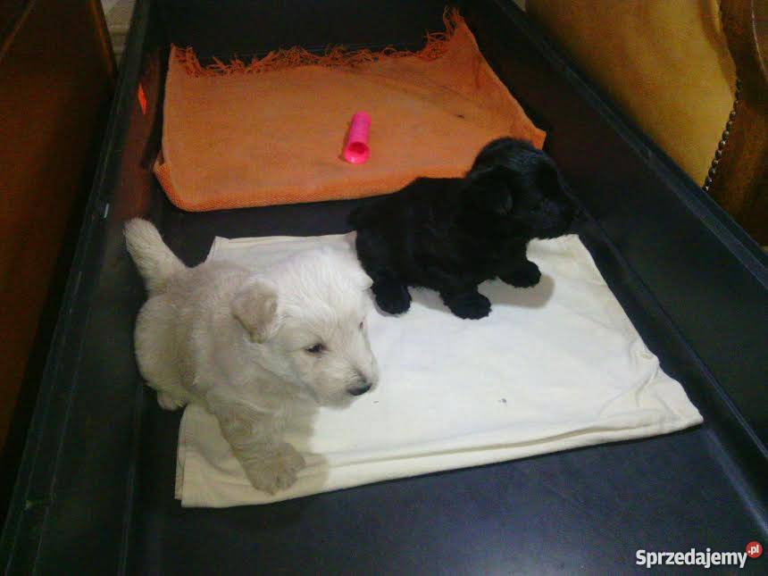 Terierki szkockieczarne westy Stargard Szczeciński