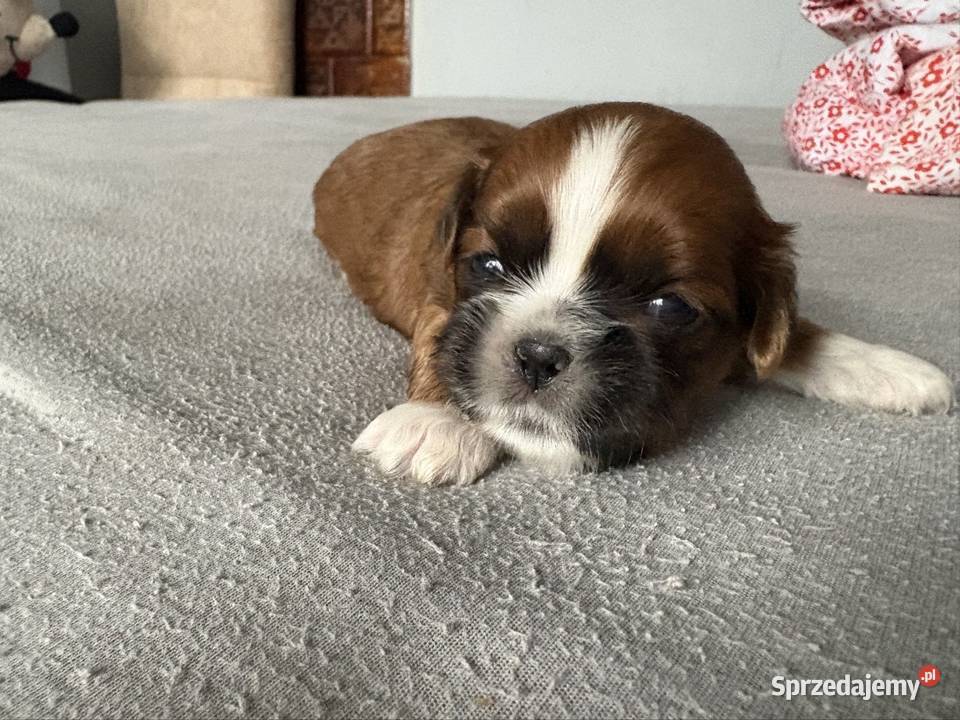 Suczka shih tzu Ciechanów