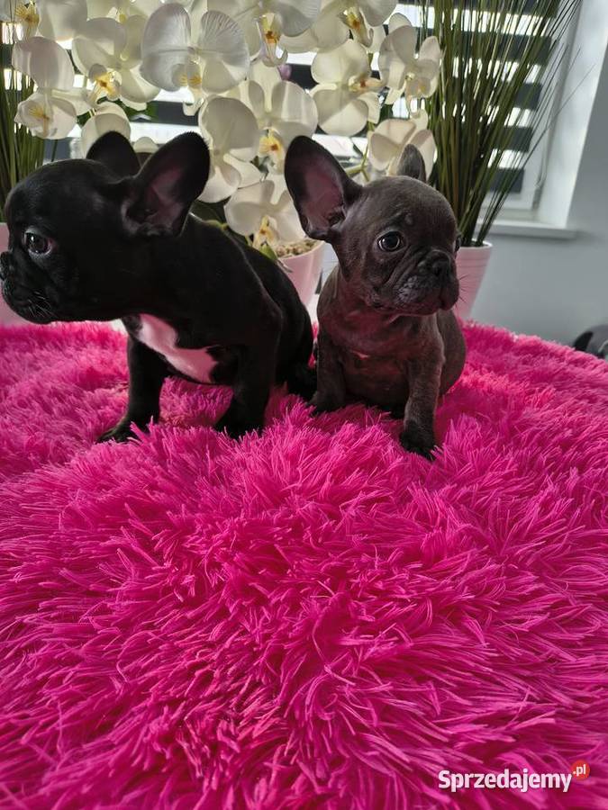 Buldogi francuskie niebieskie Gdańsk